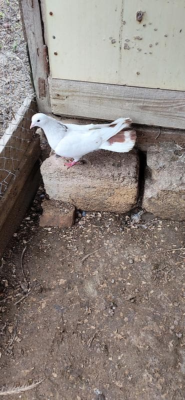 goyercinler: 17 18 tük olmalıdıErkəydi qiymət 15 manat — 2