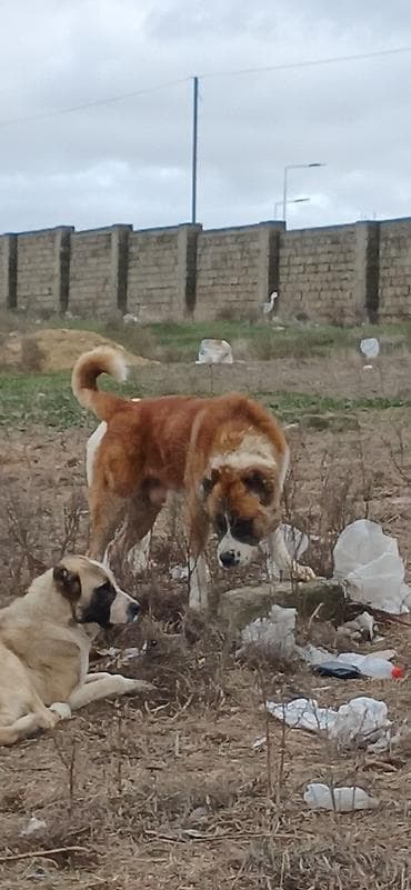 Qurdbasar, 1 il, Erkek