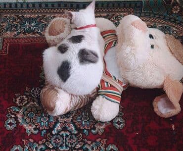 pişik itib: Erkək — 2