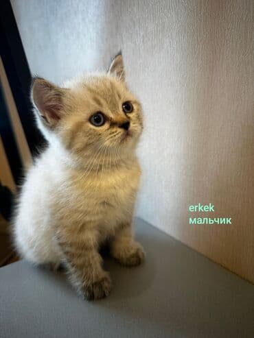 породистые котята даром: Шотладская вислоухая, Самец, Самка, Самовывоз — 1