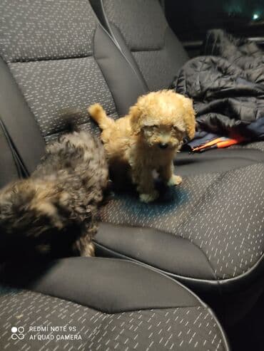 ən gözəl itlər: Pudel — 3