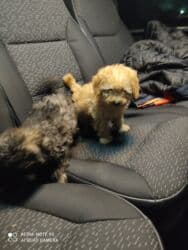 it xasqi: Pudel — 2