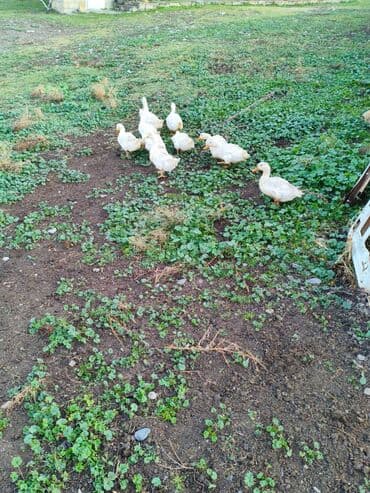 Gəmiricilər: Sağlamdır — 5