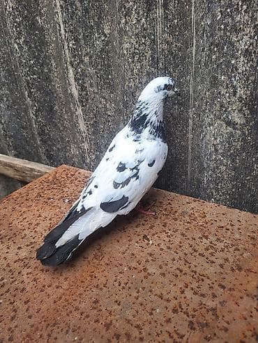 dekorativ quşlar: Çil Qızqın Erkəydi Qiyməti 10 Manat — 2