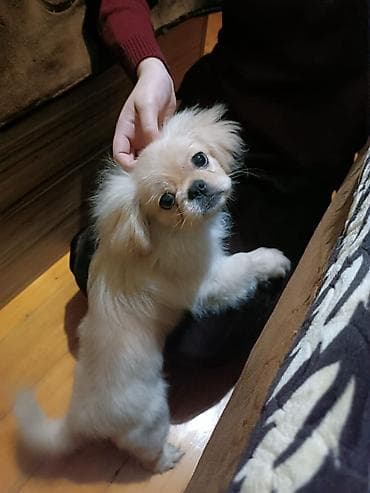 dele heyvan: Pekines — 3