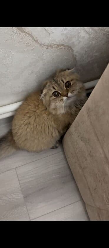 мейн кун купить в баку: Şotland yastı qulaq — 1