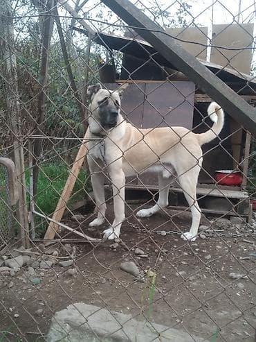 Kanqal, 1 il, Erkek, Peyvəndli lalafo.az -da Kanqal, 1 il, Erkek, Peyvəndli