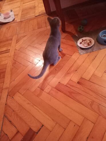 pişik geyimi: Şotland, Erkək, Yaxşı əllərə — 8