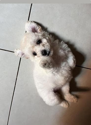 tap. az itler: Pudel, 2 ay, Erkek, Ödənişli çatdırılma — 7