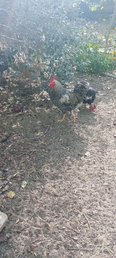 xoruzun nece rengi var: Xoruz, il: 1, Ödənişli çatdırılma — 4