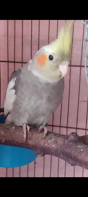 pisikler ucun ev: Nimfa (cockatiel) papağanı – boz-gümüş bədən rəngi, sarı çalma və — 1