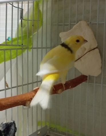 Sarı-yaşıl rəng tonlarında, boynunda tünd zolaqlı kanareyka. - Növ — 2