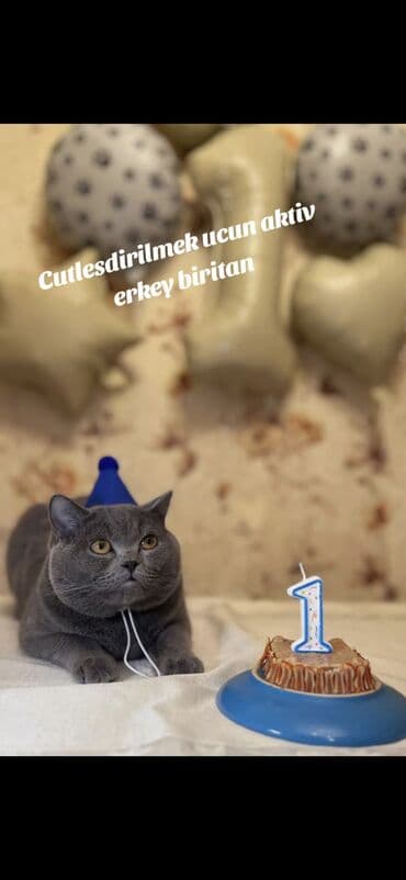 1 azn pişik: Şotland, Erkək, Cütləşmə üçün, Ödənişli çatdırılma — 9