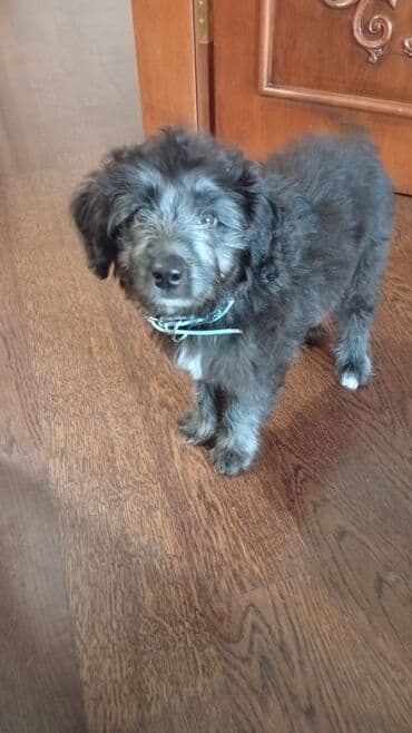 вислоухий шотландец купить: Qara tüklü balaca it – yumşaq, qıvrım yunu və sinəsində kiçik ağ — 2