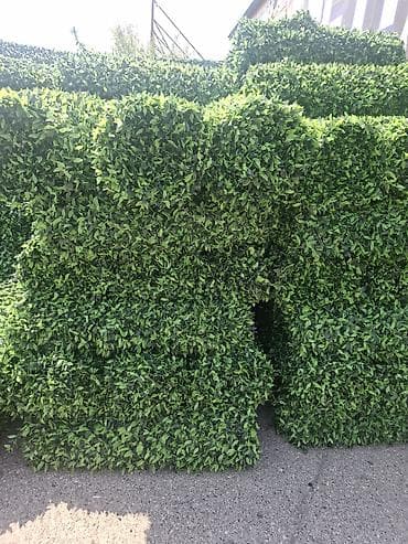 zabor: Məhsul: Süni yaşıl hasar panelləri (hedge/boxwood tipli dekorativ — 3