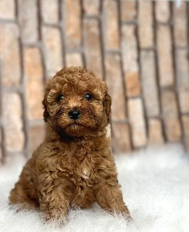 toy poodle qiymetleri: Pudel, 2 ay, Erkek, Sənədli, Ödənişli çatdırılma — 1