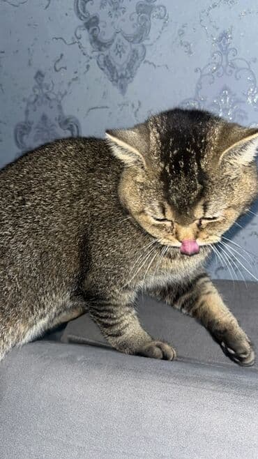 Lincoln: Британская, Самец, Для вязки, Самовывоз, Платная доставка — 3