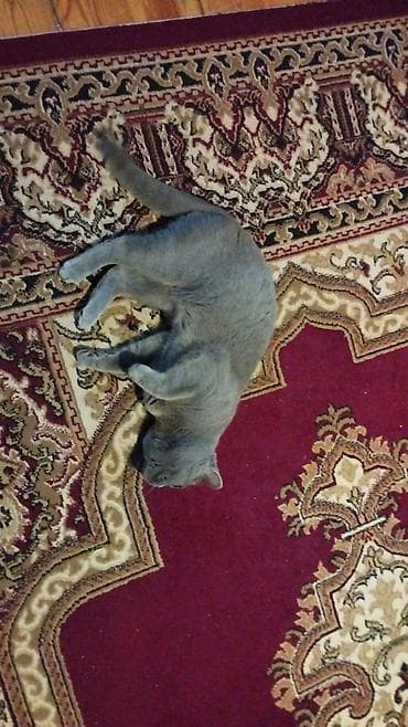 anqor pişik: Britan — 2