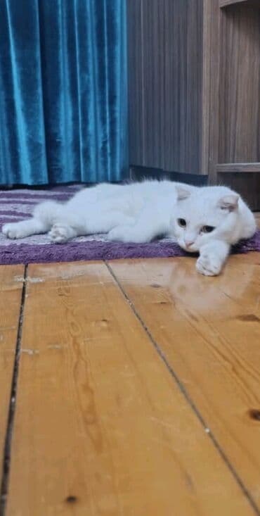 Şotland yastı qulaq, Erkək, Yaxşı əllərə, Ünvandan götürmə lalafo.az -da Şotland yastı qulaq, Erkək, Yaxşı əllərə, Ünvandan götürmə