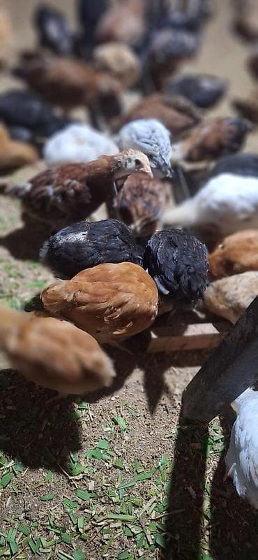 Toyuq cücələri, Damazlıq, Pulsuz çatdırılma, Ödənişli çatdırılma