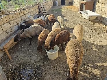 gence quşlar: 16 quzudu 2 keçi saxlaya bilmirəm 4400 manata almışam ziyana — 1