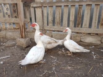 bit darağı qiyməti: Ağ lal ördək ailəsi.2fərə 1xoruz35azn.fereler 30azn.unvan ziğ kendi — 4