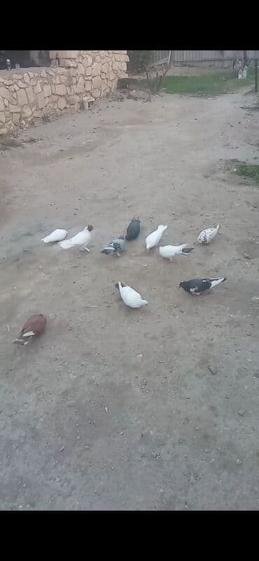 heyvanlar ucun bit dermani: Komla satılır: 9-10 ədəd göyərçin - Hamısı uçan nəsildir - Rənglər — 2