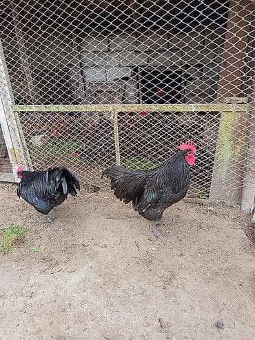 Akvariumlar: Məhsul:avstroloq damazlıq xoruzlar .10 ayliq əlaqə nomre 070 253 14 11 — 1