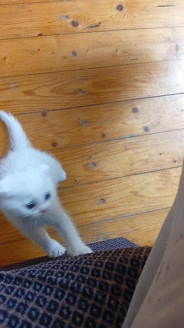 heyvan sahiblendirme: Şotland yastı qulaq, Yaxşı əllərə — 1