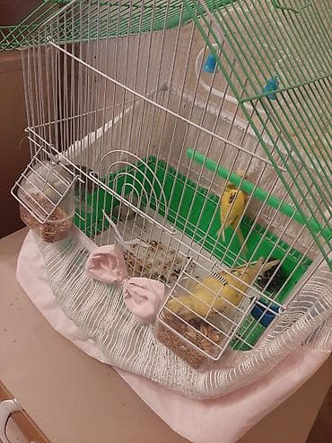 xarı bülbül ikonası: Qefes ve 3 papuqay satilir,1 i baladi 2 ayli.Usdunde yuvasi ve cimme — 2