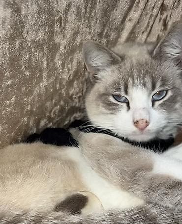 Heyvanlar üçün mallar: Şinşilla, Erkək — 6