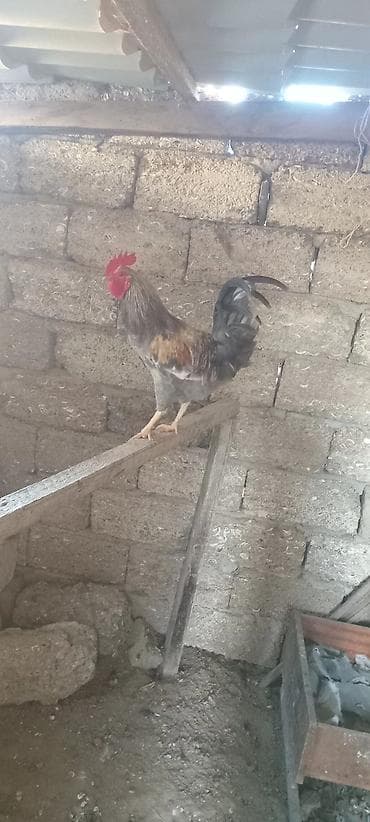 Məhsul: Ev təsərrüfatı üçün xoruz Təsvir: - Cins: Yerli qarışıq