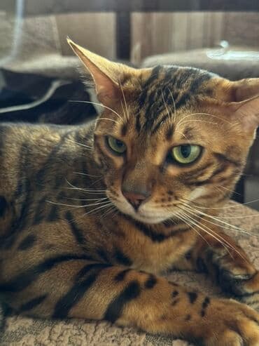 sort pişik: Бенгальская — 2