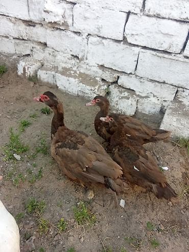 pekin ordək: 3 kırmızı qan kirasnadara iki dışı bir erkey. 90 asaqi yeri var - — 2