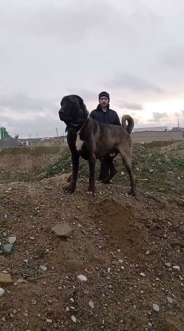 сколько стоит собака бу: Кангал, 3 годa, Самец, С прививками, Платная доставка — 1