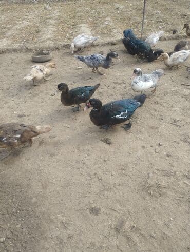 ruan ordək: Məhsul: Ev şəraitində bəslənən ördəklər (muskoviy/indo-ördəklər) — 6