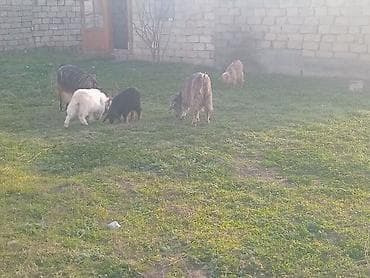 i̇t satisi: Salam.bayraminiz mubarek.Allah hamiya bereket versun demeli 2 dene — 8