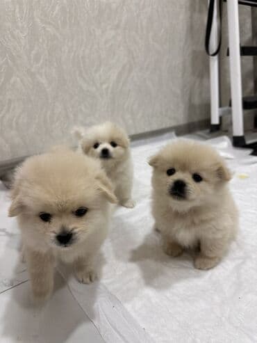 померанский шпиц цена: Шпиц, 1 месяц, Самец — 2