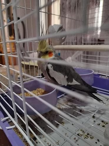 tovuz qusu: Papuqay Qəfəs yem qabıoyuncagı hər adı Ugurdur . r şeyi var Nimfa — 5