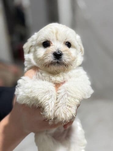 Кошки: Мальтийская болонка — 2