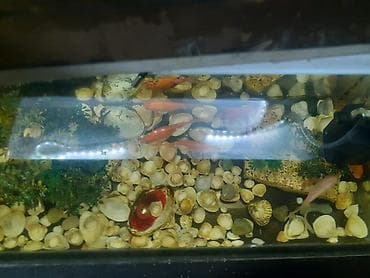 Akvaryum komplekti – qızılbalıqlar ilə - Şüşə akvaryum: düzbucaqlı
