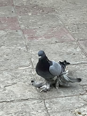 kakadu quşu: Goy iri lelek erkekdi unvan sabuncu — 3
