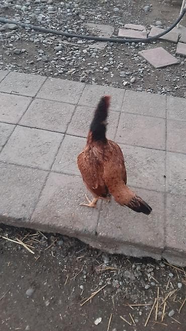 toyug fermasi: Toyuq, Yumurtalıq, Ödənişli çatdırılma — 5