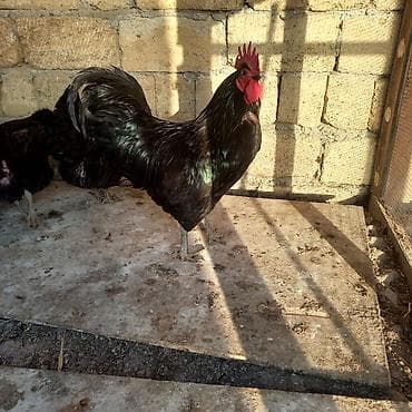 Məhsul: Alman cinsi tam orginal Avstroloblar xoruz və yumurtayan