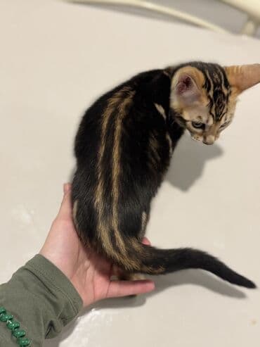 sotland pişik: Benqal — 9