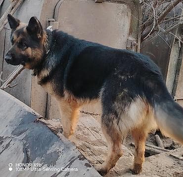 Alman çoban iti, 3 il, Dişi, Peyvəndli, Ünvandan götürmə