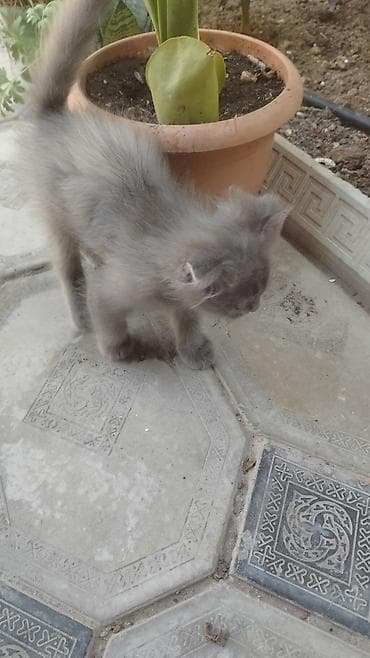 mor rəng: Şotland pişik balası - Rəng: tam boz (dumani) - Tük tipi: yumşaq — 3