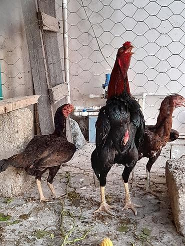 ev heyvanları: Xoruz, Heyratı, il: 1, Ödənişli çatdırılma — 2