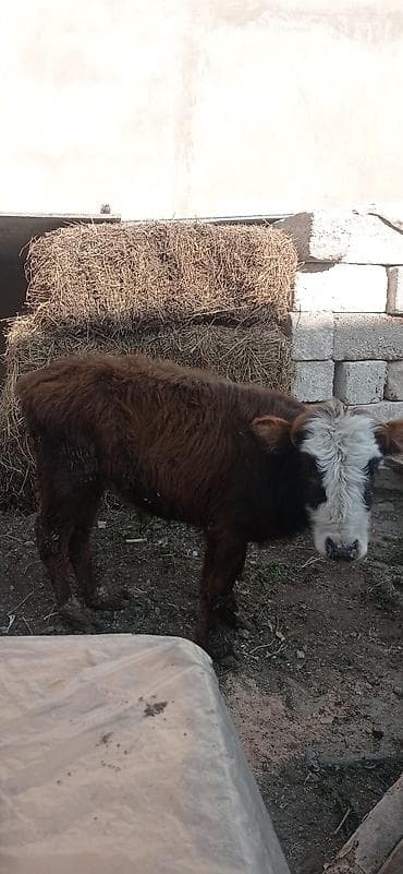 inek dana: Satılır: balaca dana - Cins: qarışıq (qəhvəyi bədən, ağ-al rəngli — 3