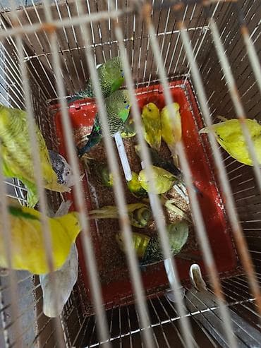 hamster satis: Valnisti papuqay alıram.Mən alıram Topdan satış kimdə Papuqay varsa — 6